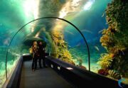 Sochi_10
